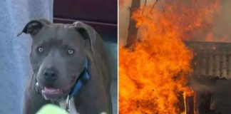Hero Pit Bull Saves Family from Building Fire and Pulls Baby to Safety Using the Child’s Diaper