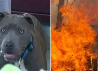 Hero Pit Bull Saves Family from Building Fire and Pulls Baby to Safety Using the Child’s Diaper
