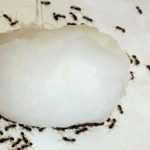 How To Get Rid Of Ants In The House Easily