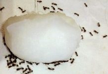 How To Get Rid Of Ants In The House Easily