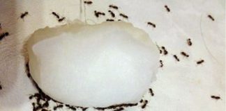 How To Get Rid Of Ants In The House Easily