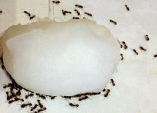 How To Get Rid Of Ants In The House Easily
