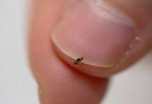 8 Natural Ways To Get Rid Of Fleas In Your Home