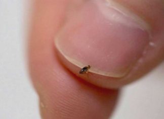 8 Natural Ways To Get Rid Of Fleas In Your Home