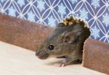 5 Natural, Safe, And Cruelty-Free Ways To Keep Mice Out Of The House