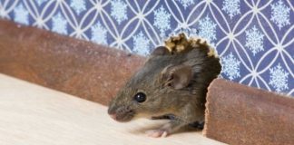 5 Natural, Safe, And Cruelty-Free Ways To Keep Mice Out Of The House