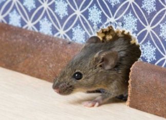5 Natural, Safe, And Cruelty-Free Ways To Keep Mice Out Of The House
