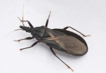 What To Do If Bitten By An Assassin Bug