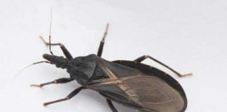 What To Do If Bitten By An Assassin Bug