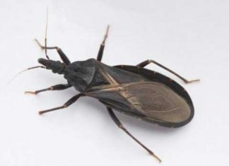 What To Do If Bitten By An Assassin Bug