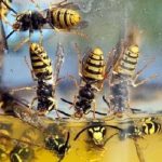 The Simple Method To Ridding Your Yard And Pool Of Wasps
