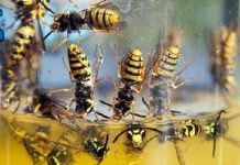 The Simple Method To Ridding Your Yard And Pool Of Wasps