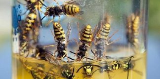 The Simple Method To Ridding Your Yard And Pool Of Wasps