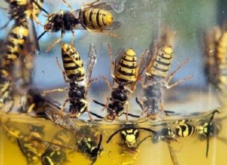 The Simple Method To Ridding Your Yard And Pool Of Wasps
