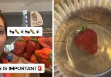 In Today’s News, Putting Strawberries Into Salt Water Makes Tiny Bugs Come Out Of Them