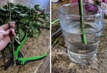 Woman Shares Clever Tips For Bringing New Life To Wilted Roses