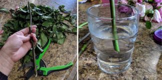 Woman Shares Clever Tips For Bringing New Life To Wilted Roses