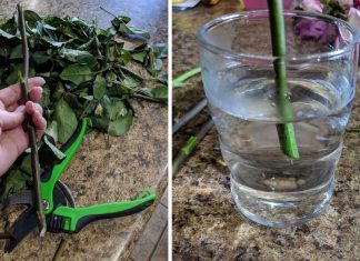 Woman Shares Clever Tips For Bringing New Life To Wilted Roses