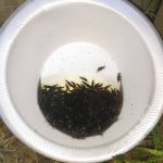 How To Get Rid Of Earwigs With One Simple Ingredient