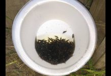 How To Get Rid Of Earwigs With One Simple Ingredient