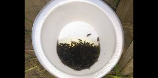 How To Get Rid Of Earwigs With One Simple Ingredient