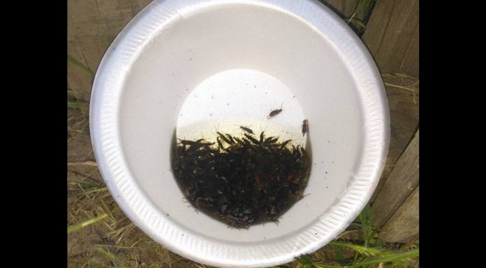 How To Get Rid Of Earwigs With One Simple Ingredient