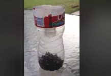 Man Shares Great Bottle Hack For Getting Rid Of Flies