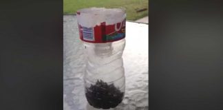 Man Shares Great Bottle Hack For Getting Rid Of Flies