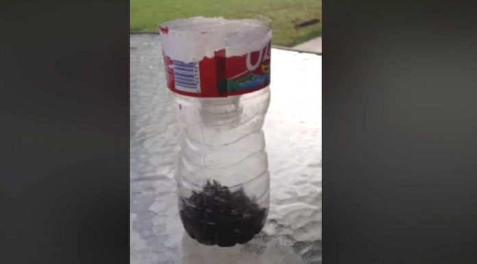 Man Shares Great Bottle Hack For Getting Rid Of Flies