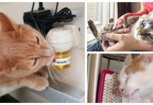 Understanding your cat: tips to help you have the best possible relationship with your furry friend