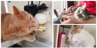 Understanding your cat: tips to help you have the best possible relationship with your furry friend