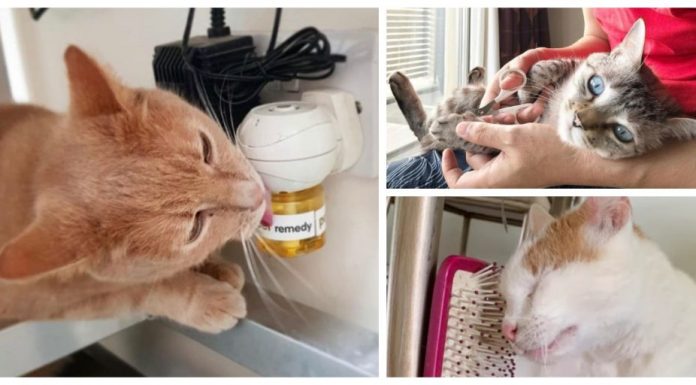 Understanding your cat: tips to help you have the best possible relationship with your furry friend