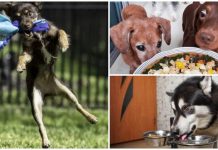 45 Hacks To Help Make Being A Dog Parent Easier