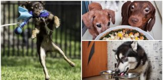 45 Hacks To Help Make Being A Dog Parent Easier