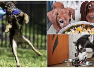 45 Hacks To Help Make Being A Dog Parent Easier