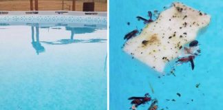 How To Keep Bugs Out Of The Pool