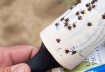 How To Stay Thoroughly Protected From Ticks