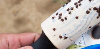 How To Stay Thoroughly Protected From Ticks
