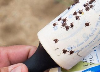 How To Stay Thoroughly Protected From Ticks