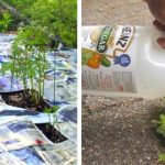 15 Gardening Hacks That Will Trick Everyone Into Thinking You Have A Green Thumb