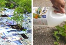 15 Gardening Hacks That Will Trick Everyone Into Thinking You Have A Green Thumb