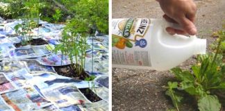 15 Gardening Hacks That Will Trick Everyone Into Thinking You Have A Green Thumb