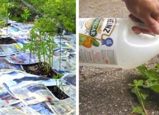 15 Gardening Hacks That Will Trick Everyone Into Thinking You Have A Green Thumb