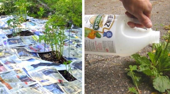 15 Gardening Hacks That Will Trick Everyone Into Thinking You Have A Green Thumb