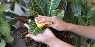 You Should Be Cleaning Your Indoor Plants