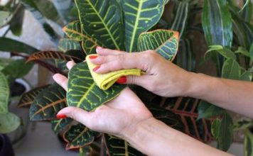 You Should Be Cleaning Your Indoor Plants