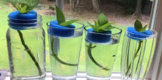 This is how I start my hydrangeas. Pool noodles work great