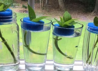 This is how I start my hydrangeas. Pool noodles work great