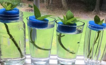 This is how I start my hydrangeas. Pool noodles work great