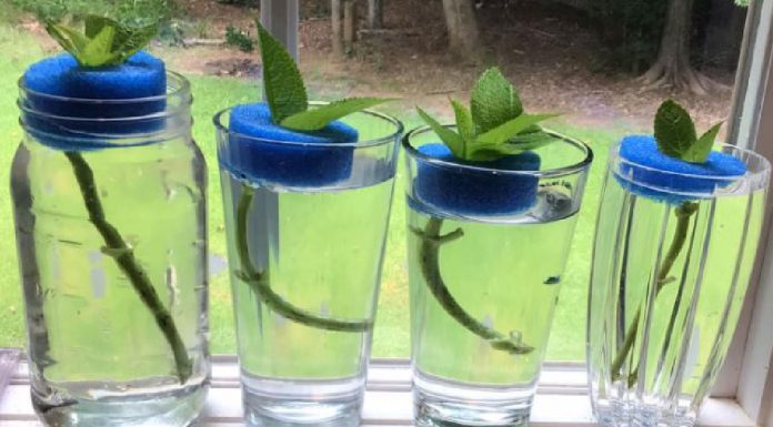 This is how I start my hydrangeas. Pool noodles work great